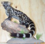 Genet Cat in Our House